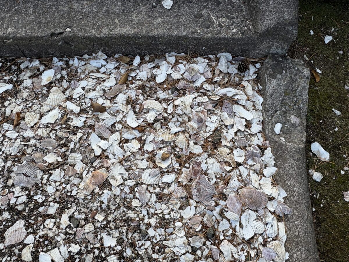 網走神社の参道の足元。網走特産のホタテの貝殻を砕いて敷き詰めた真っ白な道。自然な質感が伝わるクローズアップ写真。
A close-up of the pathway at Abashiri Jinja Shrine, paved with crushed white scallop shells—a unique regional feature of Abashiri.