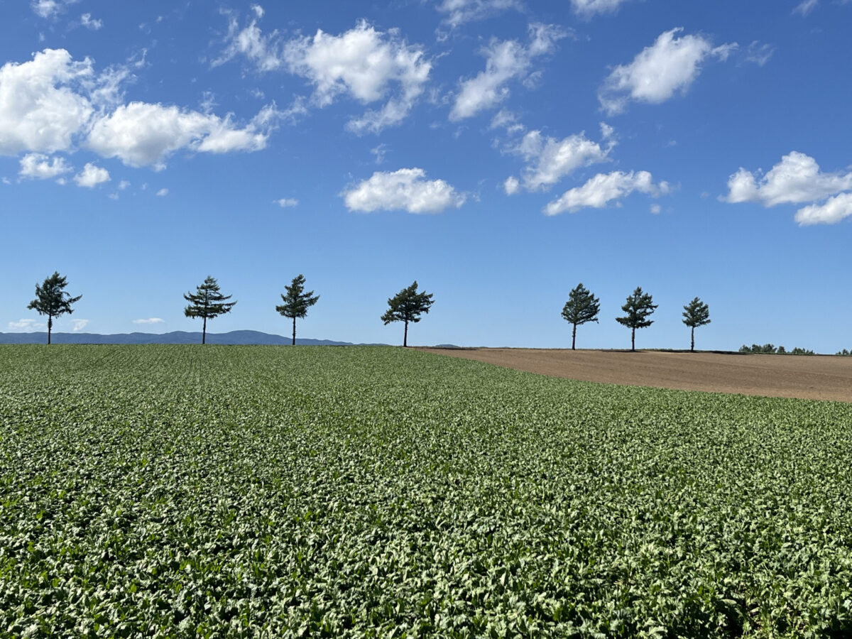 北海道大空町「メルヘンの丘」の夏の風景。突き抜けるような青い空に白い雲が浮かび、地平線には7本のカラマツが並んでいる。手前には広大な緑のジャガイモ畑が広がり、一部茶色の土が見えるコントラストが美しい。