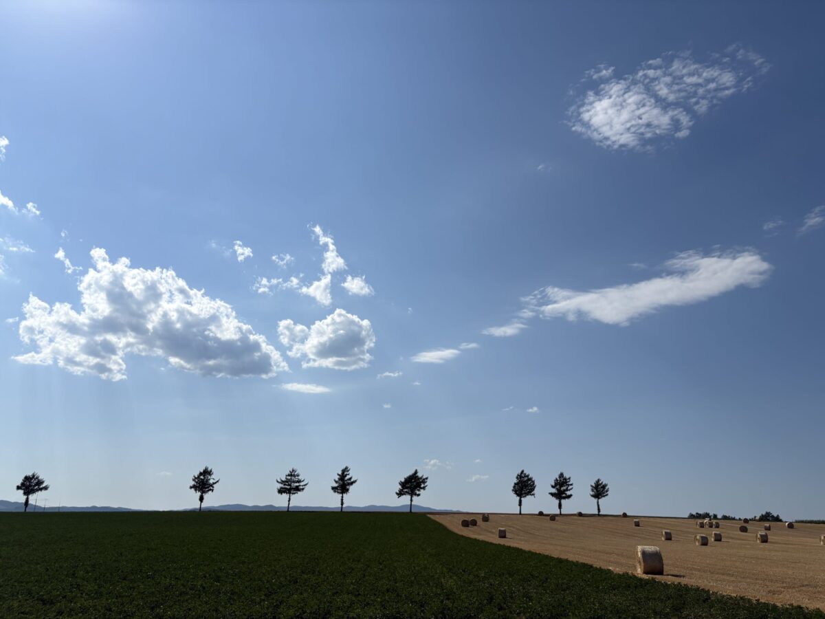 秋の網走・大空町にある「メルヘンの丘」。澄み渡る青空の下、黄金色に色づいた畑に7本の木が並び、収穫されたばかりの麦わらロールが点在する美しい農村風景。
A breathtaking autumn view of the Hill of Merhen in Abashiri. The golden-colored harvested fields are dotted with hay rolls under a vast blue sky, featuring the iconic seven trees.