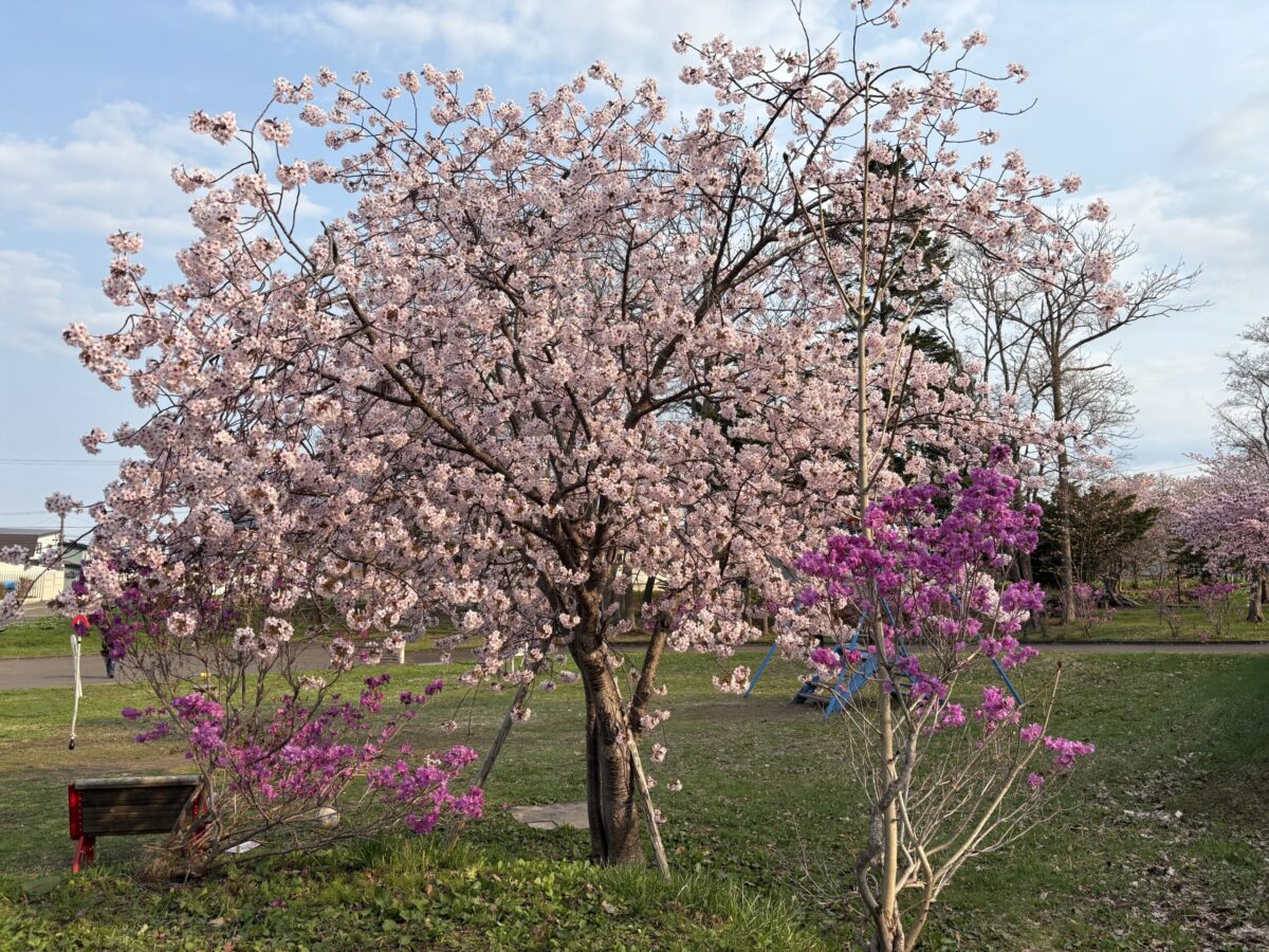 網走の春。青空の下、満開の薄ピンク色の桜と、その根元で鮮やかに咲く紫色のツツジ。公園の緑に映える美しいコントラストと、穏やかな春の風景。
Spring in Abashiri. A cherry blossom tree in full bloom with pale pink flowers, accompanied by vibrant purple azalea bushes under a clear blue sky in a local park.