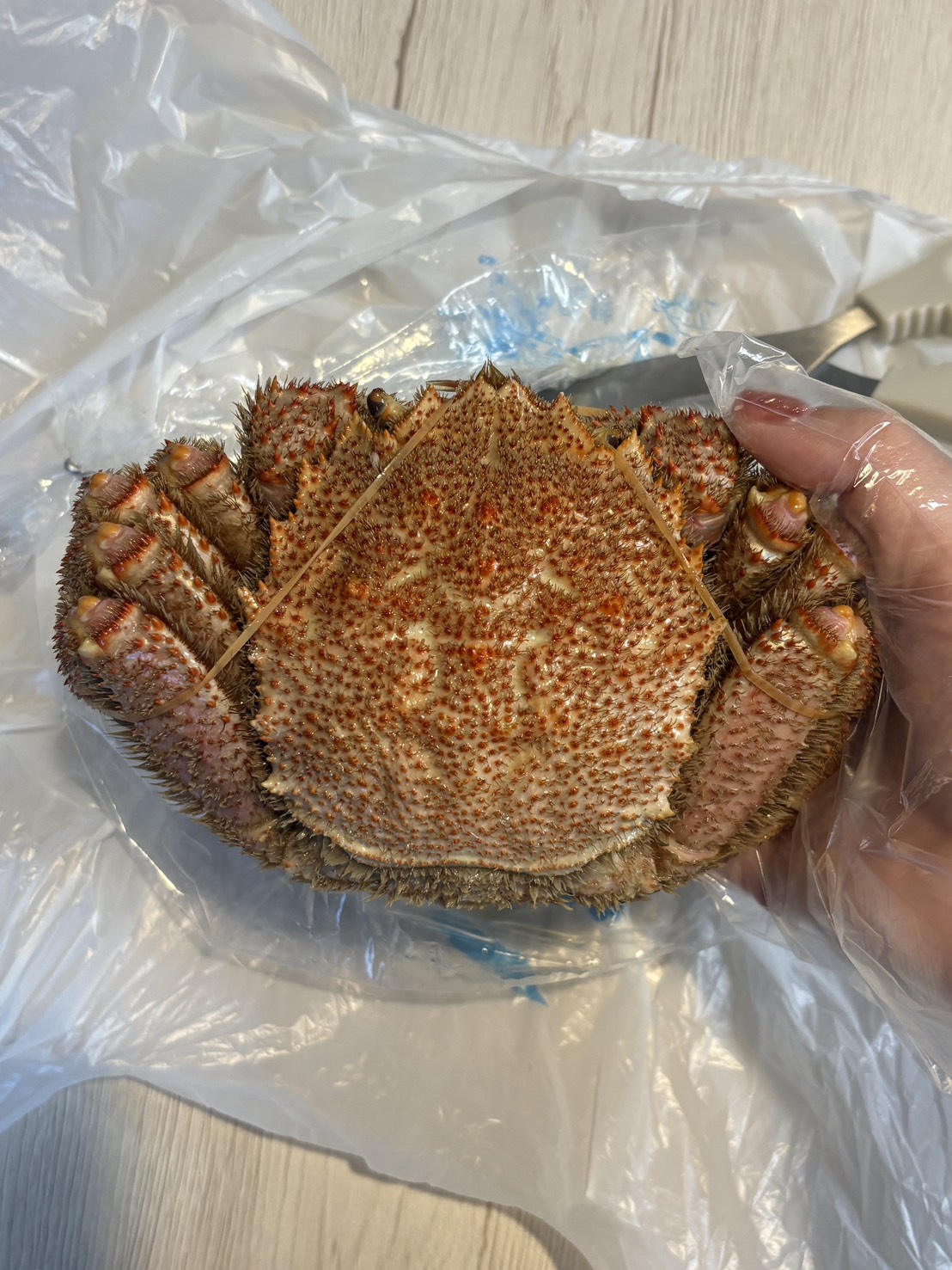 ビニール手袋をはめて網走産の大きな流氷明け毛ガニを手に持っている様子 A person wearing a plastic glove holding a large fresh Abashiri hairy crab caught after the drift ice season.