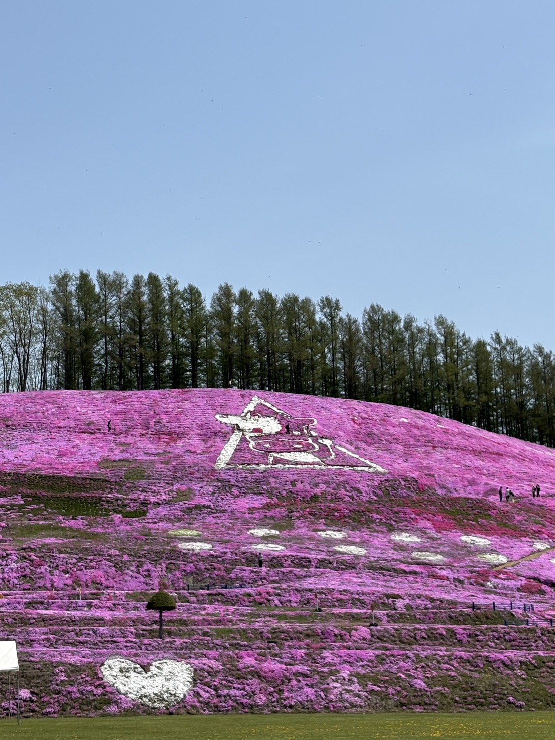 ひがしもこと芝桜公園の斜面に白い芝桜で描かれた大空町のキャラクター「のんきーくん」の地上絵