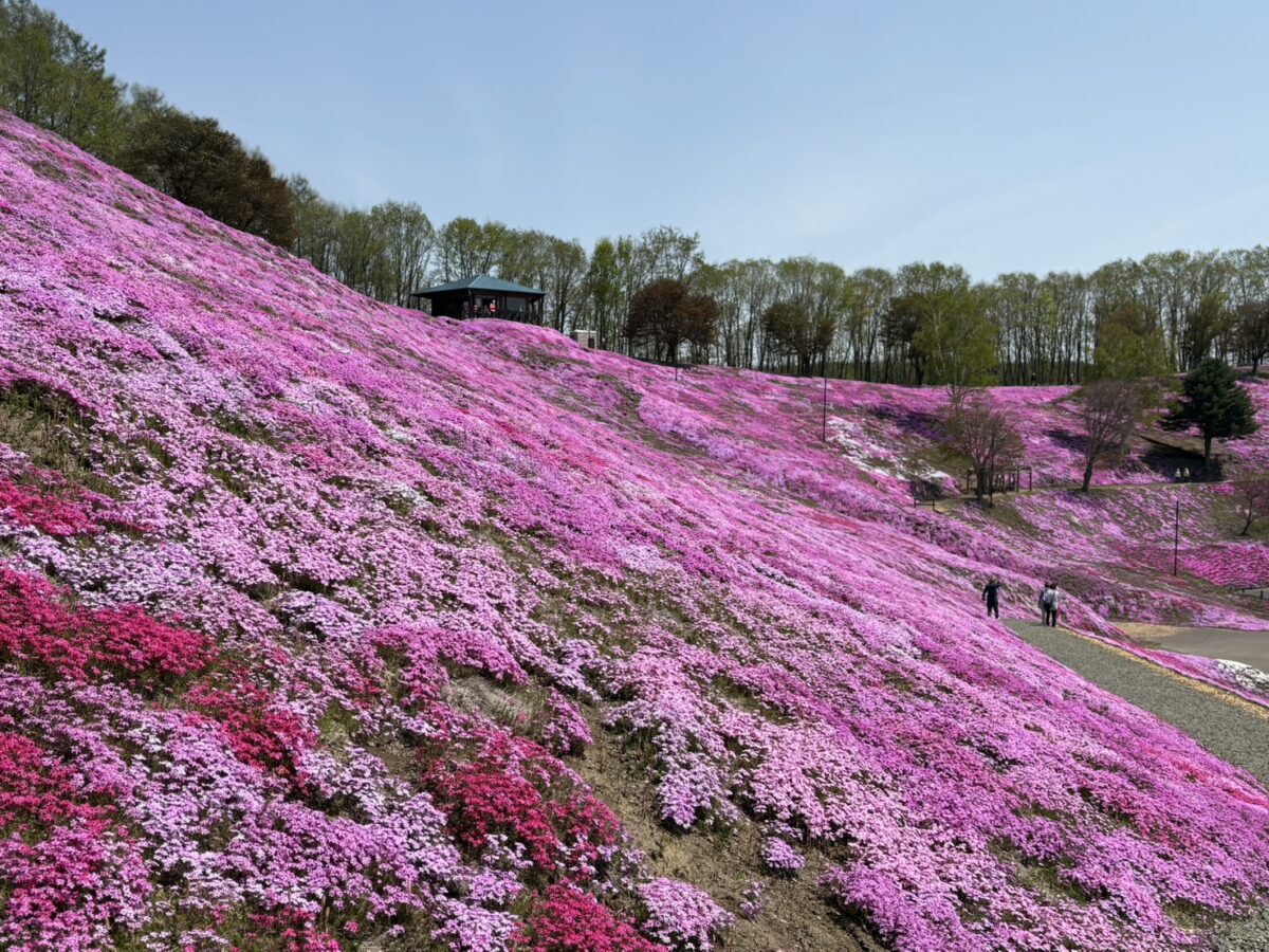 濃淡のあるピンクや赤の芝桜が咲き誇るひがしもこと芝桜公園の斜面と、高台に立つ東屋