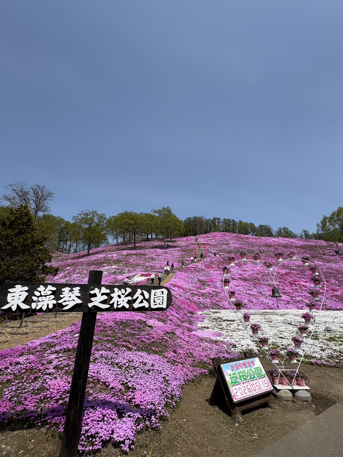 「東藻琴 芝桜公園」の木製看板と、日付入りの案内板、背後に立つハート型の鐘のオブジェとピンクの芝桜の丘