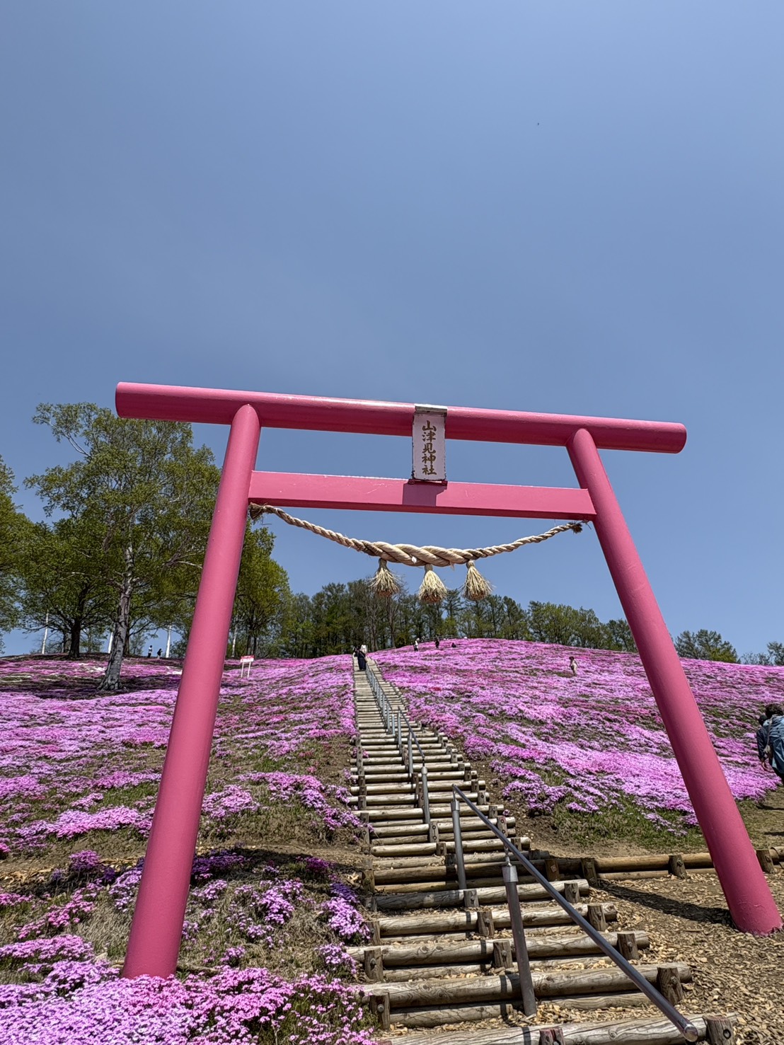 ひがしもこと芝桜公園の斜面に佇む山津見神社のピンク色の鳥居と、山頂へ続く木製の階段