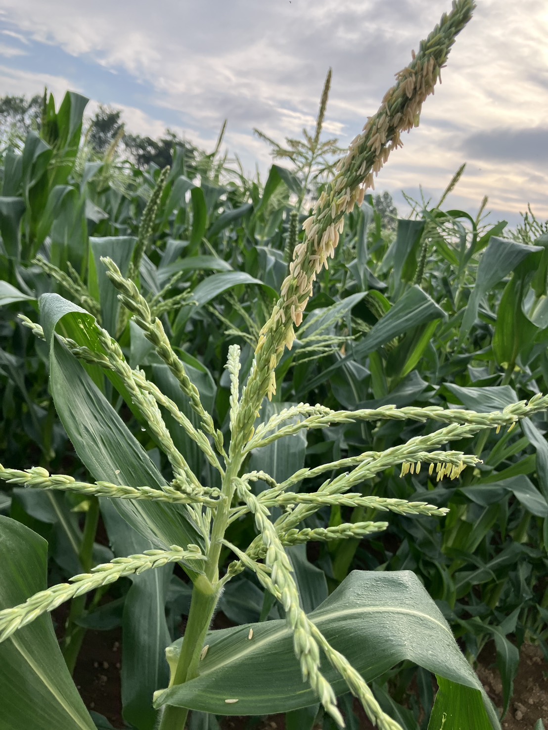 網走の広大で豊かな大地で空に向かって伸びる、とうもろこしの雄穂（花）と緑の葉
Corn tassel (flower) and green leaves reaching towards the sky in the vast, fertile land of Abashiri