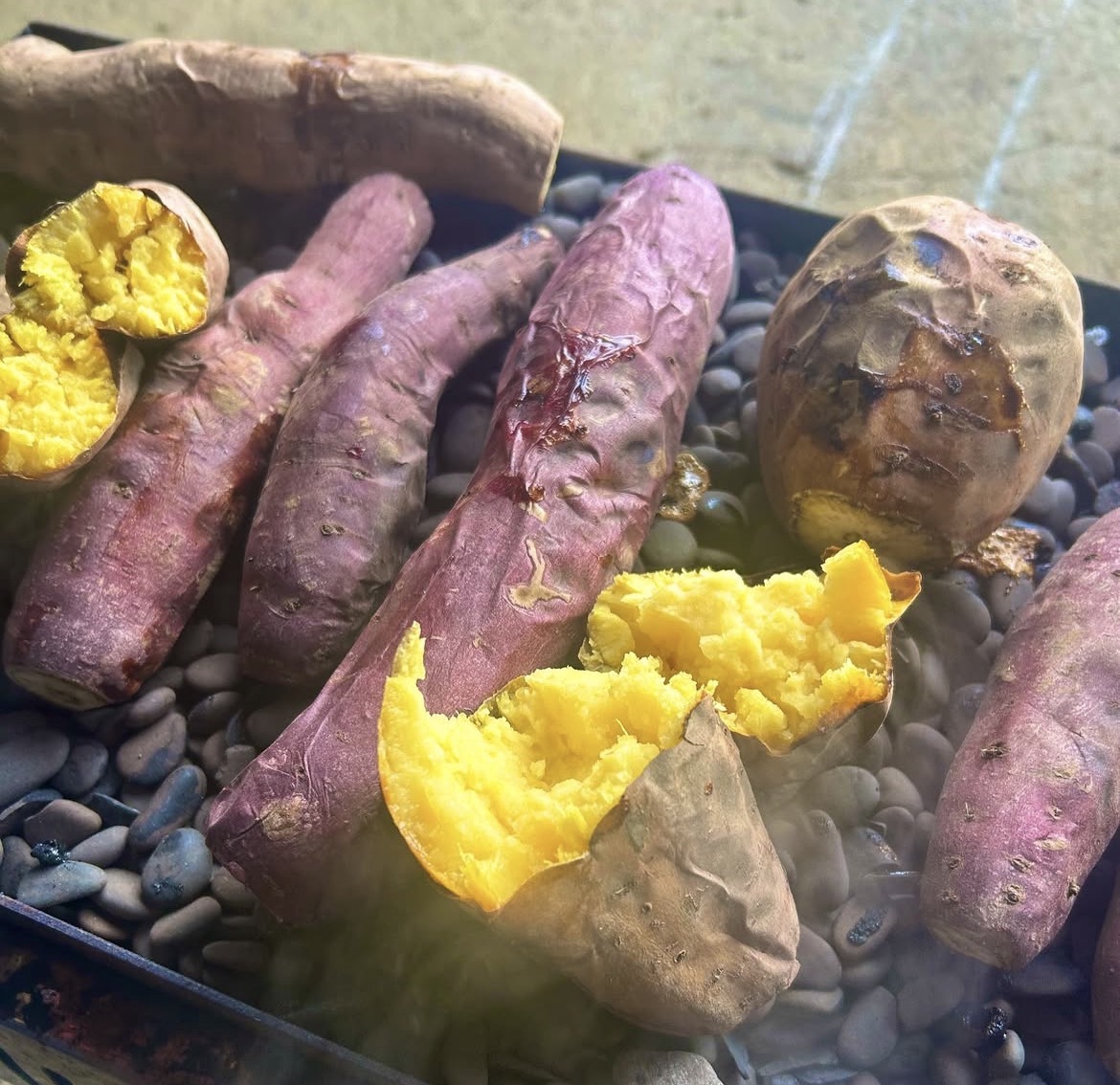 石の上でじっくりと焼き上げられ、ホクホクとした鮮やかな黄金色の断面が見える網走産の高級さつまいも「紅はるか」。
Hot, freshly roasted Japanese sweet potatoes (Beni-haruka) on a bed of stones, split open to reveal the steaming, vibrant yellow flesh.
