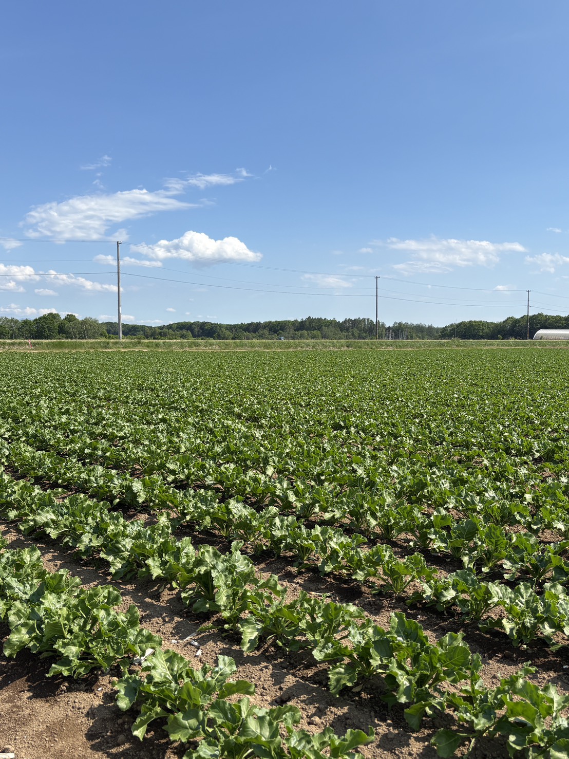 北海道網走の青空の下に広がるKOKO農園の広大なビート（てん菜）畑。美しく一列に並んで成長する緑豊かな葉。
A vast sugar beet field growing under a clear blue sky in Abashiri, Hokkaido, with rows of vibrant green leafy crops.