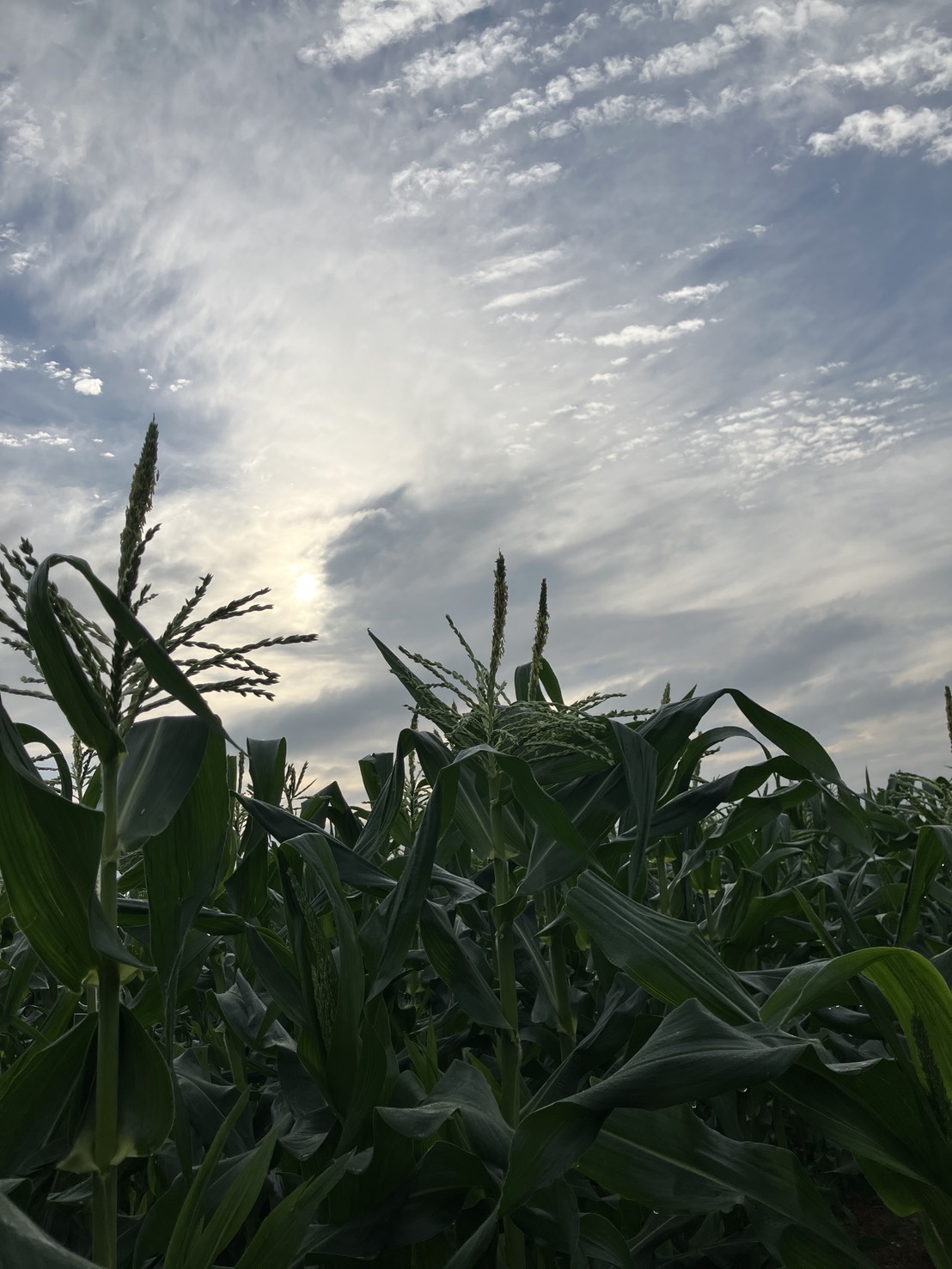 網走の広大な空と太陽の光（逆光）に照らされた、成長中のとうもろこしの穂と葉
Growing corn tassels and leaves illuminated by the sun against the vast sky in Abashiri