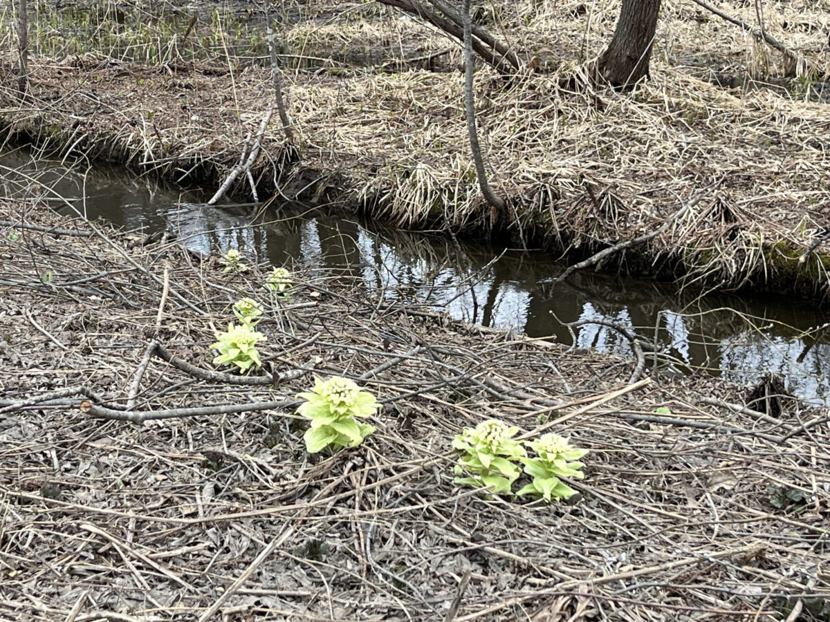 雪解け水の流れる小川の脇で、春の訪れを告げるように芽吹いたフキノトウの群生
Wild butterbur sprouts (Fukinoto) growing beside a melting snow stream in Abashiri