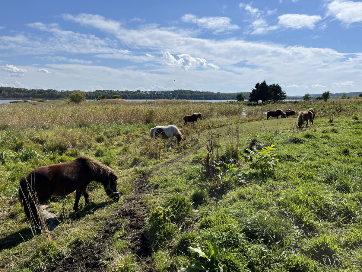 濤沸湖畔の緑豊かな牧草地で草をはむ和種馬(道産子馬)の群れ。
apanese native horses (Dosanko) grazing on green pastures near Lake Tofutsu in Abashiri.