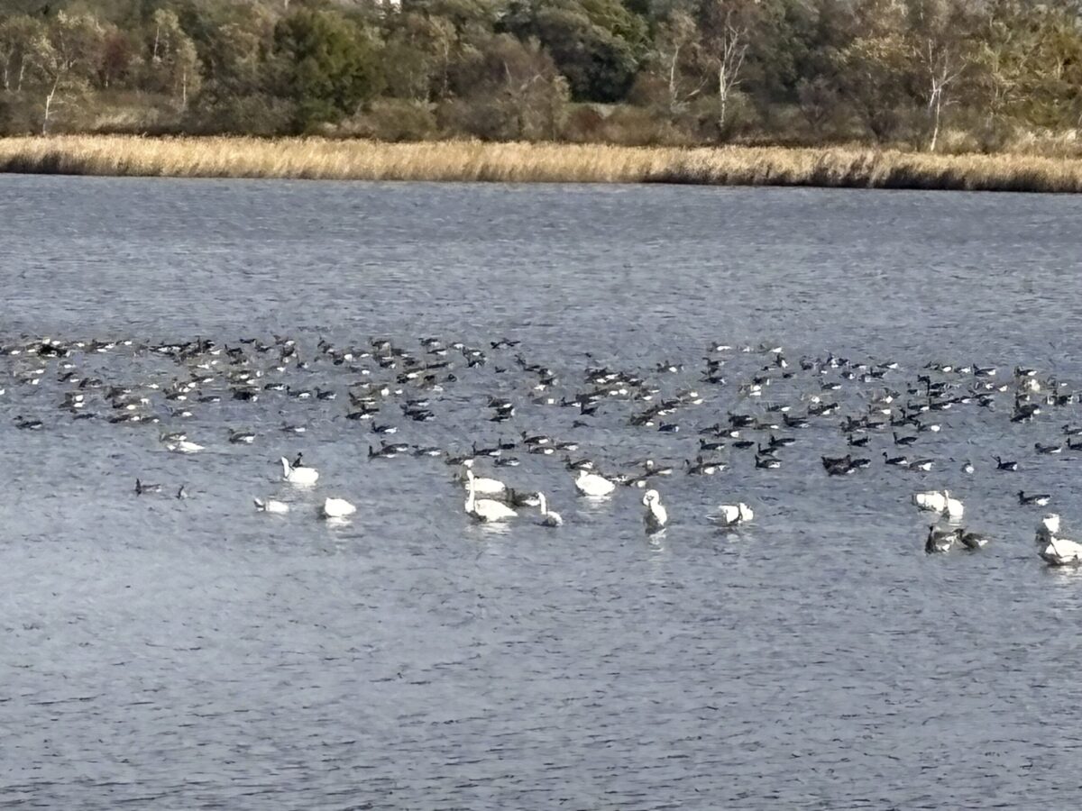濤沸湖の穏やかな水面に浮かぶオオハクチョウと水鳥たちの群れ。
Flock of whooper swans and waterfowl floating on the calm surface of Lake Tofutsu.