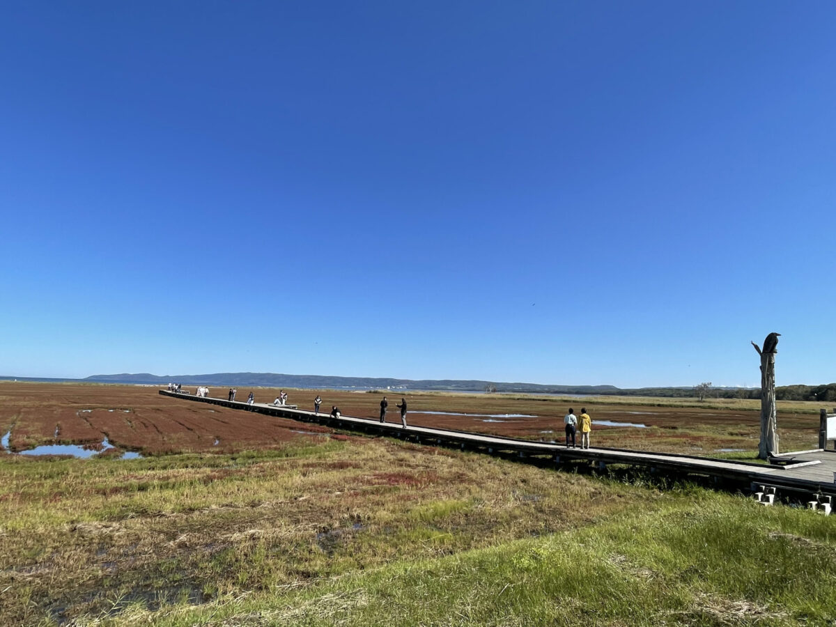 どこまでも続く抜けるような青空と、能取湖のサンゴ草群落地内をまっすぐ伸びる木製遊歩道を歩く観光客
Visitors walking along the wooden boardwalk stretching through the vibrant red coral grass wetlands at Lake Notoro under a clear blue sky